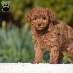 Karson, Miniature Poodle Puppy